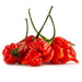Image of  Scorpion Pepper Vegetables