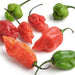 Image of  Scorpion Pepper Vegetables