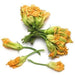 Image of  Squash Blossoms Vegetables