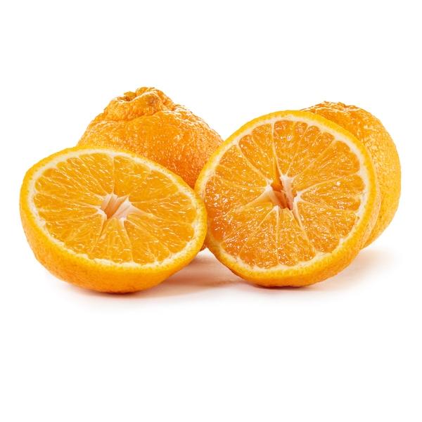 https://www.melissas.com/cdn/shop/products/image-of-sumo-citrus-fruit-14763585929260_600x600.jpg?v=1617050276
