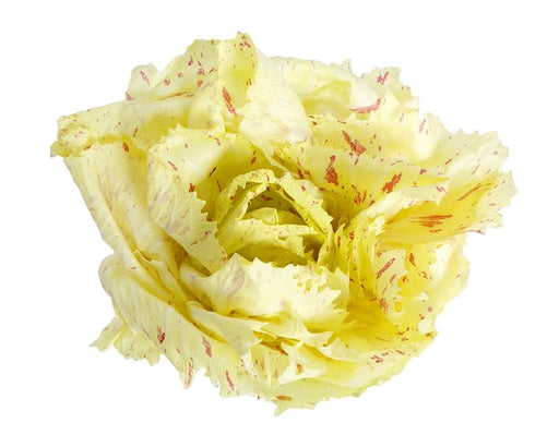 Image of  Variegato Radicchio (Italian) Vegetables